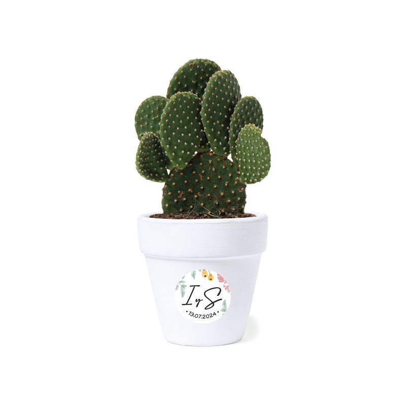 Kit de semillas modelo Cactus