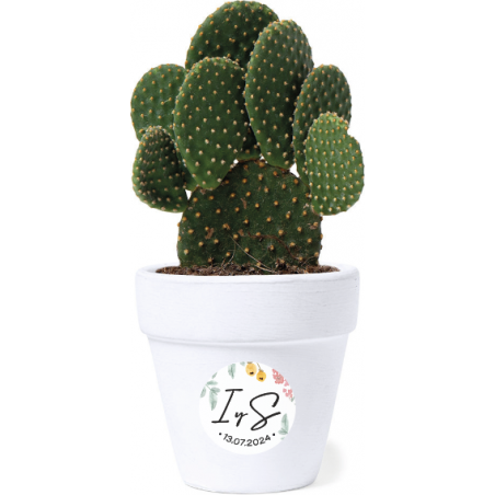 Kit de semillas modelo Cactus